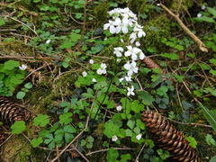 Cardamine trifolia