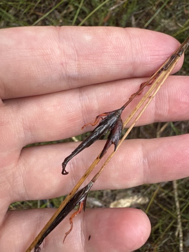 Schoenus calostachyus observed 2026-05-28