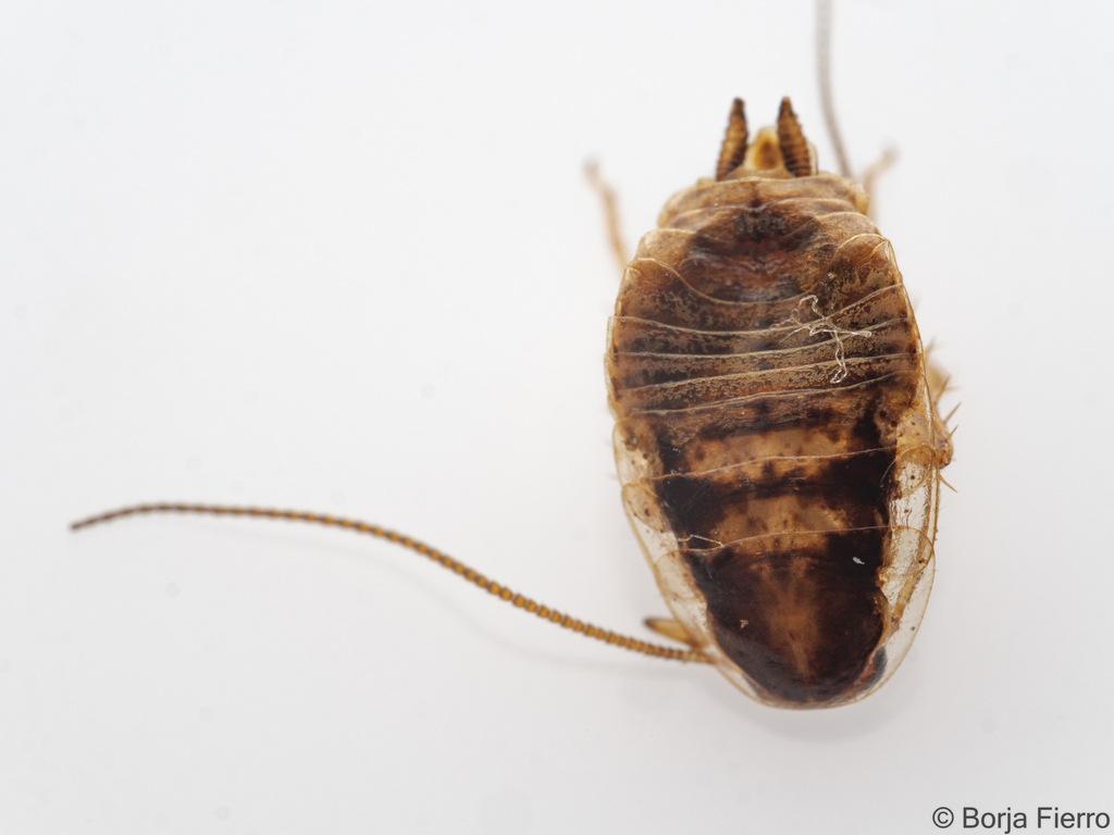Phyllodromica lindbergi