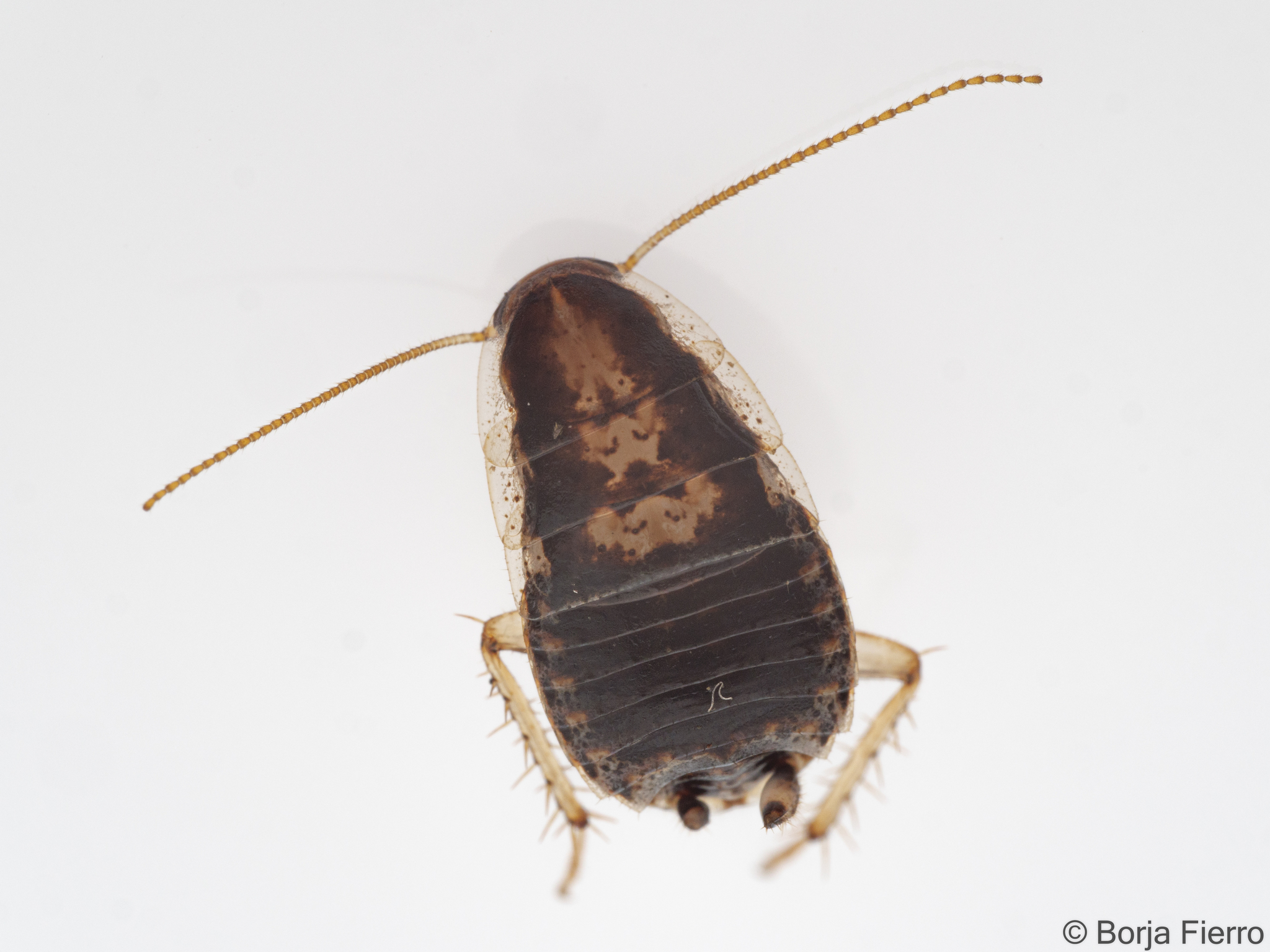 Phyllodromica lindbergi