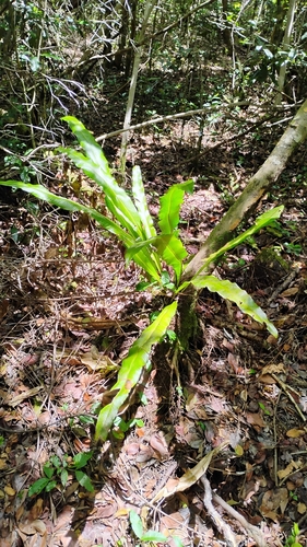 Campyloneurum phyllitidis, photograph 3