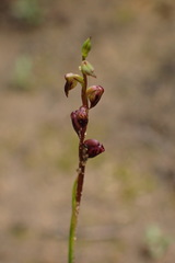 Genoplesium rufum