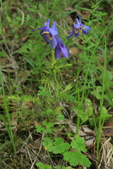 Aquilegia amurensis
