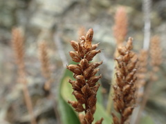 Plantago camtschatica