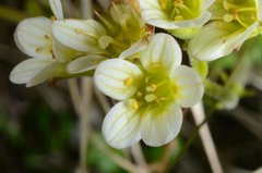 Saxifraga cespitosa