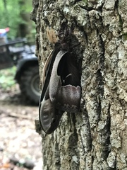 Callosamia angulifera