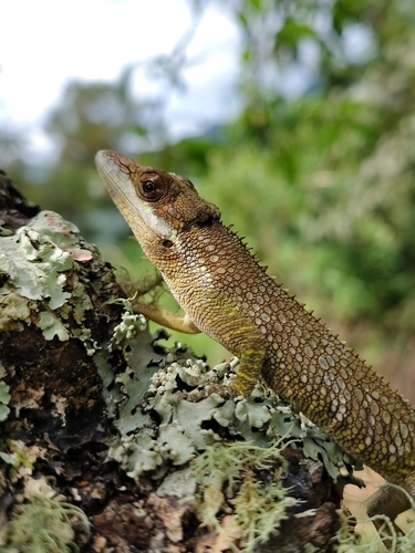 Tequendama anole, Anolis tequendama