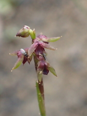 Genoplesium rufum