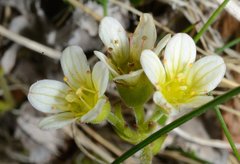 Saxifraga cespitosa
