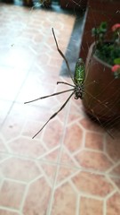 Trichonephila clavipes