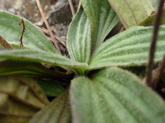 Plantago camtschatica