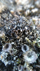 Cladonia monomorpha