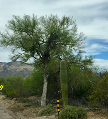 Parkinsonia florida