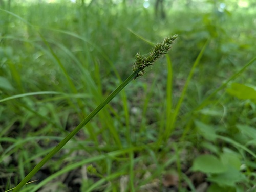 Soft fox sedge (Carex conjuncta)