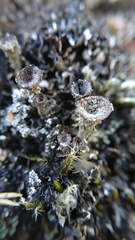 Cladonia monomorpha