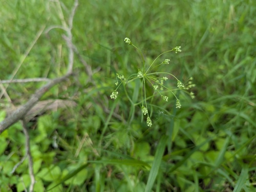 Perideridia americana, photograph 2