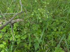 Perideridia americana, photograph (c) Ryan Sorrells, some rights reserved (CC BY)
