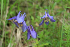 Aquilegia amurensis