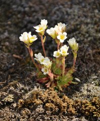 Saxifraga cespitosa