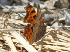 Polygonia c-album
