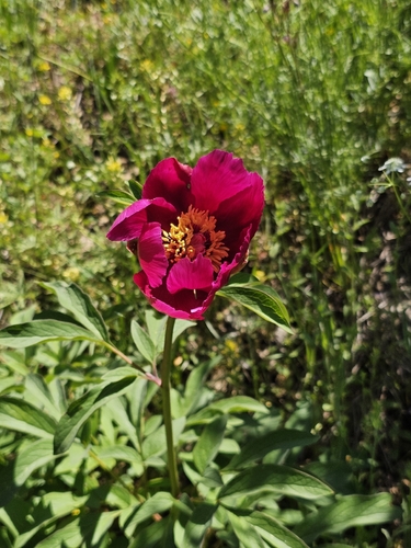 Paeonia arietina (Paeonia arietina)