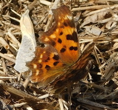 Polygonia c-album
