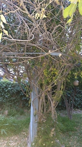 Wisteria floribunda f. alba iNat (2)