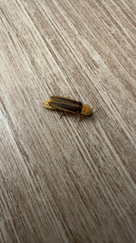 Lampyris ambigena