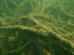 Pseudaphritis urvillii