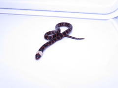 Atractus
