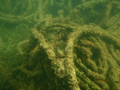 Pseudaphritis urvillii