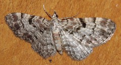 Eupithecia abietaria