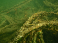 Pseudaphritis urvillii