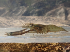 Macrobrachium formosense