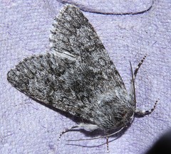Acronicta euphorbiae