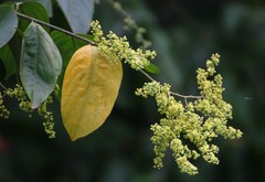 Ventilago denticulata