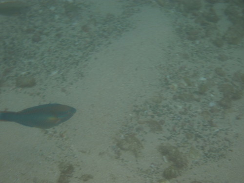 Scarus taeniopterus