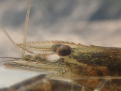 Macrobrachium formosense