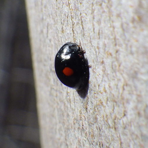 Twice-stabbed lady beetle