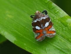 Lophopinae