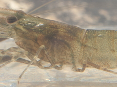 Macrobrachium formosense
