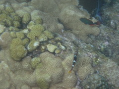 Halichoeres radiatus