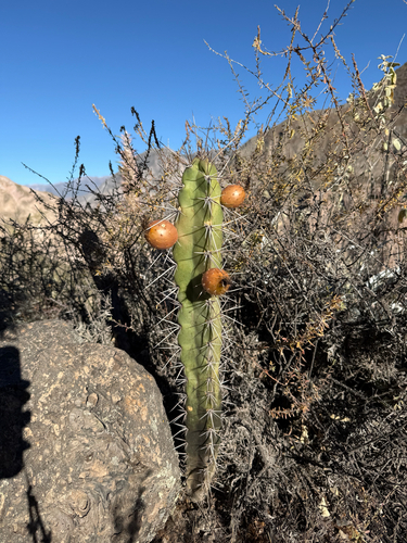 Corryocactus aureus