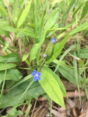 Omphalodes nitida
