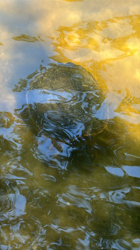 iNaturalist observation photo of Common Snapping Turtle