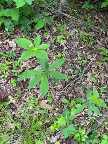 iNaturalist observation photo of Cucumber Root