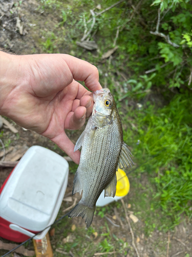 iNaturalist observation photo of White Bass