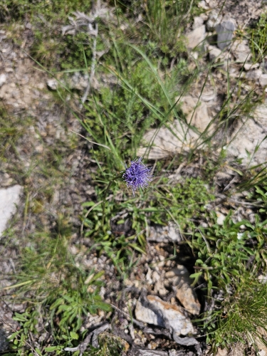 Globularia trichosantha, photograph 1