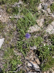 Globularia trichosantha