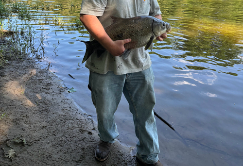 iNaturalist observation photo of Smallmouth Buffalo